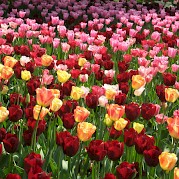 Netherlands Photo