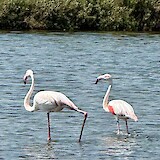 The nature preserve in the Po delta was full of wildlife. (photo by James C.)
