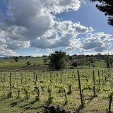 A vineyard next to Montefalco (photo by Kochava P.)