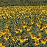 Sunflowers (photo by Joan S.)
