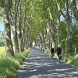 One of several tree tunnels (photo by Richard S.)