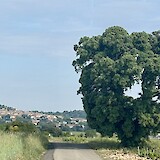 Chateau Neuf de Pape (photo by Richard S.)