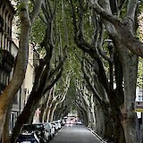 Exploring a tree-lined street in Avignon. (photo by Robert Y.)