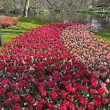 Keukenhof Gardens (photo by Mike M.)