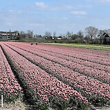 Tulip field (photo by Mike M.)