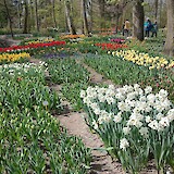 Tulip garden we visited. (photo by Kathie P.)