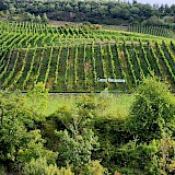 Vineyards along the Moselle Valley (photo by Diane S.)