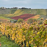 So many vineyards, the best dry Reisling! (photo by Ann M.)
