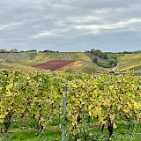 Along the Moselle River...Autumn beauty (photo by Theresa P.)