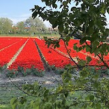 Tulip fields (photo by Jeannine D.)