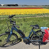 Tulip fields (photo by Janice B.)