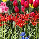 Gorgeous Keukenhof Gardens! (photo by Betsy S.)