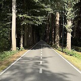 tree-lined cycling road near Ghent, Belgium (photo by Jamie M.)
