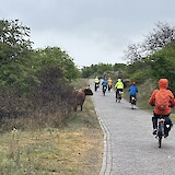 Biking through Heemskerkerduin en Noorddrorp on April 21, 2025 (photo by Debra & Terry B.)