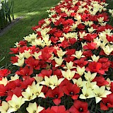 We saw amazing tulips (photo by Louise M.)