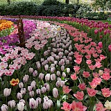 The tulips! (photo by Pat B.)