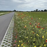 Flowers along the trail near Wilp. (photo by Rachel T.)