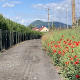 Poppy lined pathways (photo by Rochelle S.)