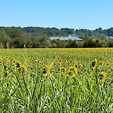 Sunflowers on both sides of the bike path--beautiful! (photo by Lauren P.)