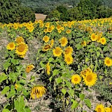 One of many sunflower fields along the route (photo by john s.)