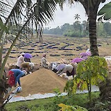 Rice fields (photo by MaryAnn L.)