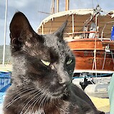 There were friendly, well-cared-for cats on every island.  This one followed me right on board, so I had to lure him back off and give him love from the dock. (photo by Liz G.)