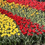 Fields of beautiful tulips in the countryside. (photo by Susan L.)