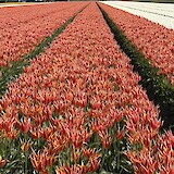 biking past tulip fields ready for harvest (photo by Dawn P.)