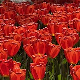lantern glow of the sun on tulips (photo by Dawn P.)