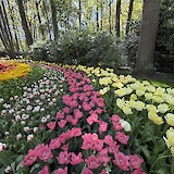 Keukenhof gardens (photo by Dawn P.)
