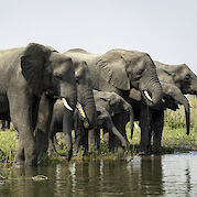 Highlights of Southern Malawi - Elephant herd in Liwonde. ©TO