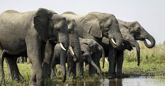 Elephant herd in Liwonde. ©TO
