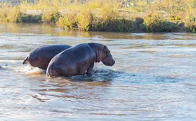 Hippo in the water. ©TO