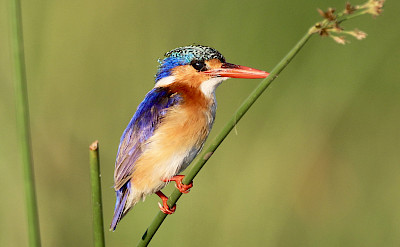 Kingfisher on a reed. ©TO