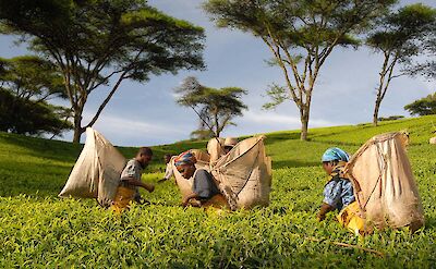 Tea pickers at Satemwa Tea Estate ©TO