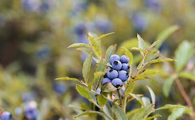 Wild blueberries in Maine. Flickr:Allagash Brewing