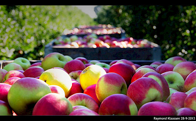 National Apple Harvest Day in Flevoland, the Netherlands. Flickr:Raymond Klaassen