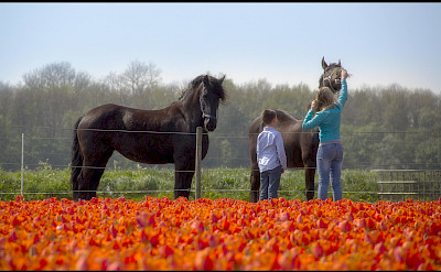 Tulips & horses in Flevoland, the Netherlands. Flickr:Raymond Klaassen
