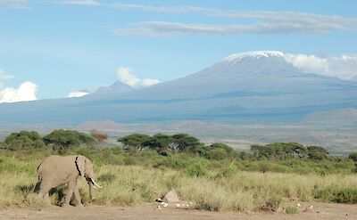 African Elephants near Mt. Kilimanjaro, Tanzania, Africa. CC:Charles Asik