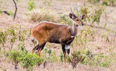 Bushbuck at Arusha National Park, Tanzania. Africa. Flickr:Christoph Strassler