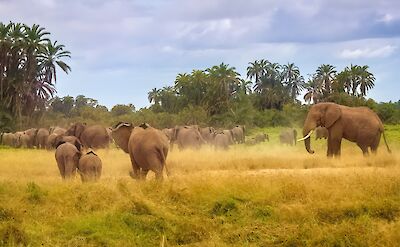 Elephants on the border of northern Tanzania & Kenya. Flickr:. Ray in Manila