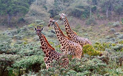 Giraffes at Arusha National Park, Tanzania, Africa. Flickr:Kyle Taylor