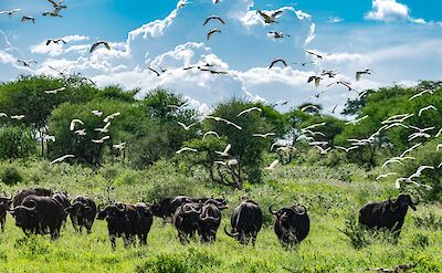 Wildebeests in Tanzania, Africa! Flickr:Ninar
