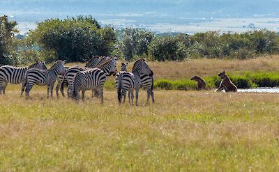Zebras & hyenas in northern Tanzania. Flickr:. Ray in Manila