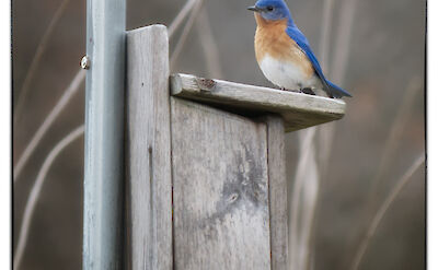 Blue Bird in Port Colborne, Ontario, Canada. Flickr:Brian Desrosier Photography