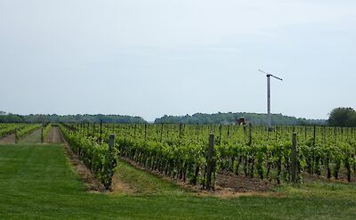Niagara Winery.
