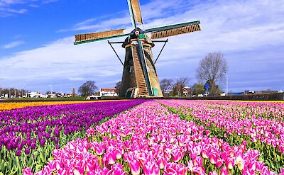 Windmills & tulips = traditionally Holland! Flickr:Matheus Swanson