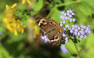 Flora & fauna in Beaufort County, South Carolina. Flickr:John Flannery