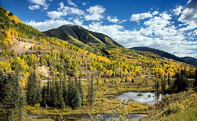 Aspen trees in Fall in Dolores, Colorado. Flickr:Rawpixel Ltd