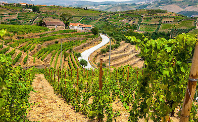 Douro Valley in Portugal. Flickr:Matseys